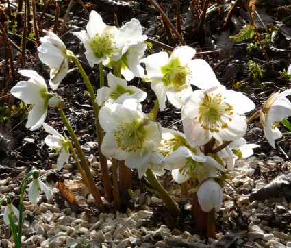 Helleborus niger – Christrose, Schneerose