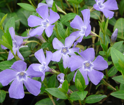 Vinca minor 'Bowles' – Großblütiges Immergrün