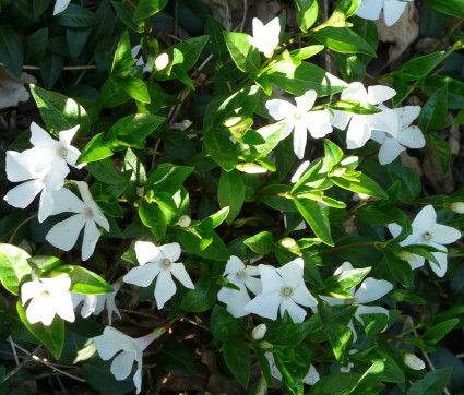 Vinca minor 'Alba' – Weißes Immergrün