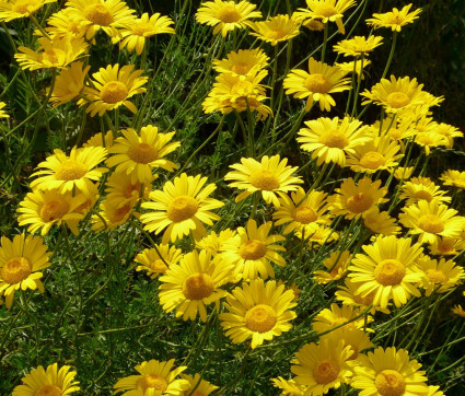 Färberkamille – Anthemis tinctoria