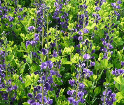 Färberhülse – Baptisia australis