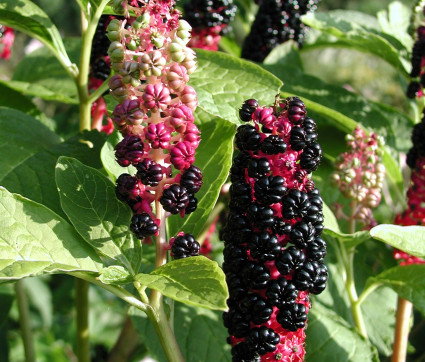 Kermesbeere – Phytolacca acinosa