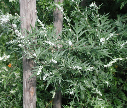 Artemisia vulgaris