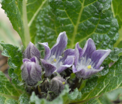 Mandragora autumnalis - Alraune