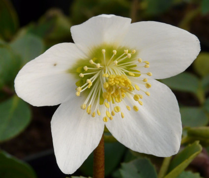 Helleborus niger