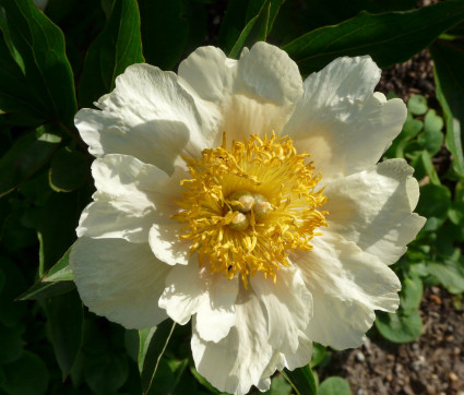 Paeonia Hybride 'Claire de Lune'