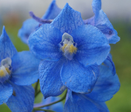 Delphinium Belladonna-Hybride 'Bunzlau'