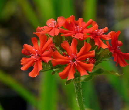 Lychnis chalcedonica