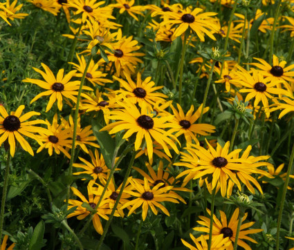 Rudbeckia fulgida var. deamii