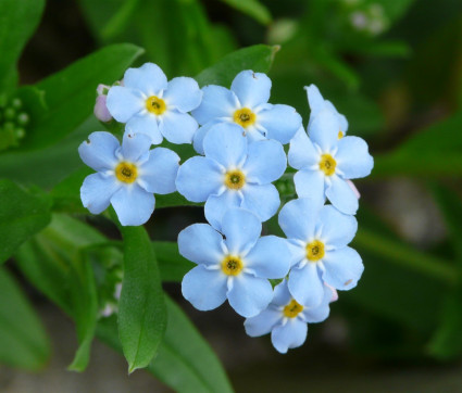 Myosotis palustris - Vergissmeinnicht