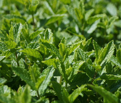 Mentha spicata var. crispa 'Marokko' – Marokkanische Minze