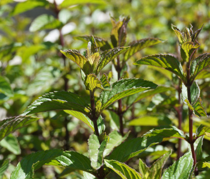 Mentha spicata 'Black Spearmint' – Dunkle Spearmint