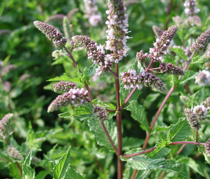 Mentha spicata 'Englische Grüne' – Englische Grüne Minze