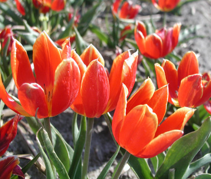 Tulipa schrenkii – Wild-Tulpe