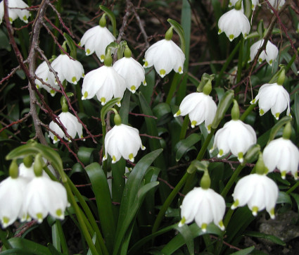 Leucojum vernum – Märzenbecher, Frühlings-Knotenblume