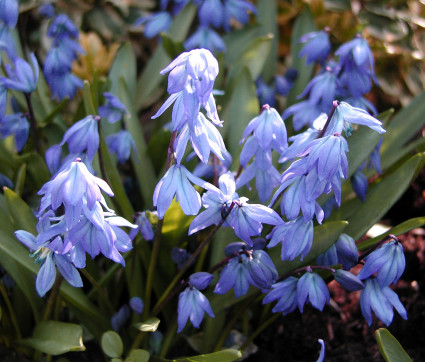 Scilla siberica – Blausternchen