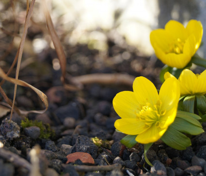 Eranthis hyemalis – Winterling