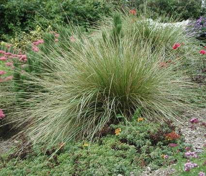 Festuca mairei – Atlas-Schwingel