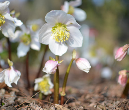 Helleborus niger – Christrose, Schneerose