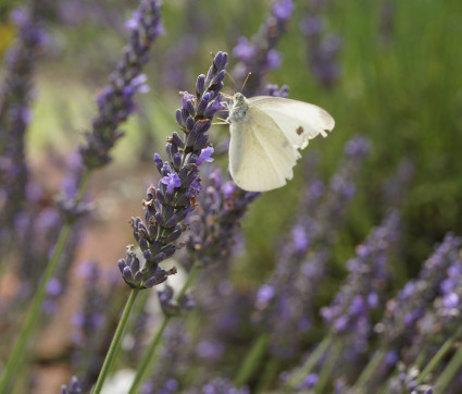 Lavandula x intermedia 'Grosso' – Provence-Lavendel