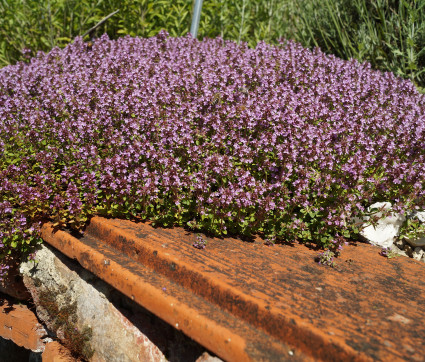 Thymus pulegioides – Echter Quendel