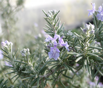 Rosmarinus officinalis 'Boule' – Rosmarin