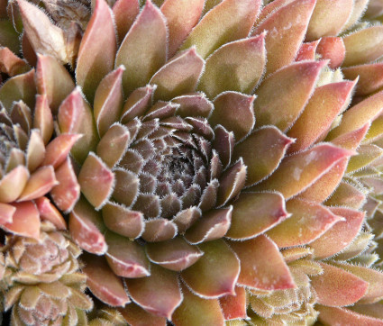 Sempervivum Hybride 'Bronze Pastell' – Hauswurz, Dachwurz