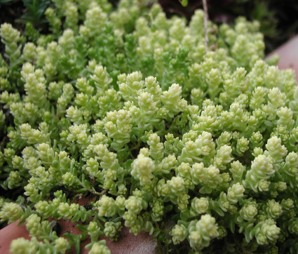 Sedum acre 'Yellow Queen' – Gold-Mauerpfeffer