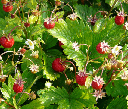 Fragaria vesca 'Adriana' – Großfrüchtige Wald-Erdbeere