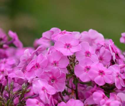 Phlox amplifolia 'Minnehaha'