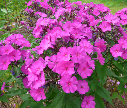 Phlox amplifolia 'Shemeneto'