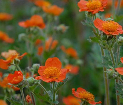  Geum x heldreichii 'Sigiswang'