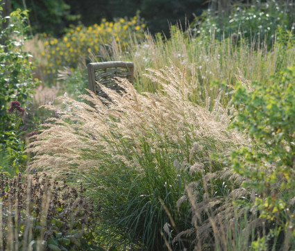 Stipa calamagrostis 'Algäu'