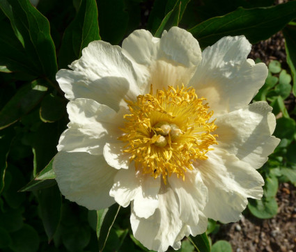 Paeonia Hybride 'Claire de Lune'