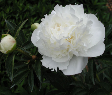  Paeonia lactiflora 'Duchesse de Nemours' 