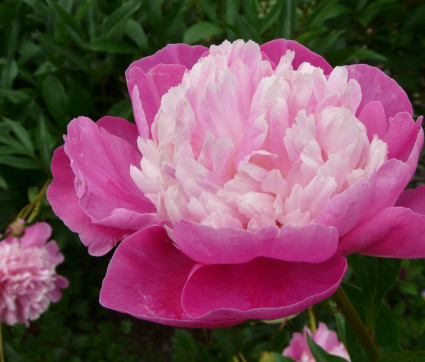 Paeonia lactiflora 'Gay Paree' 