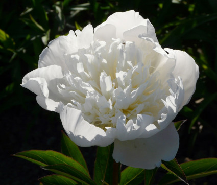 Paeonia lactiflora 'Immaculée'