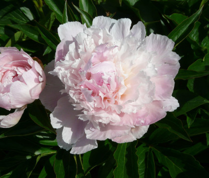 Paeonia lactiflora 'Noemie Demay' 