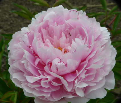 Paeonia lactiflora 'Sarah Bernhardt'