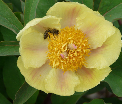 Paeonia mlokosewitschii