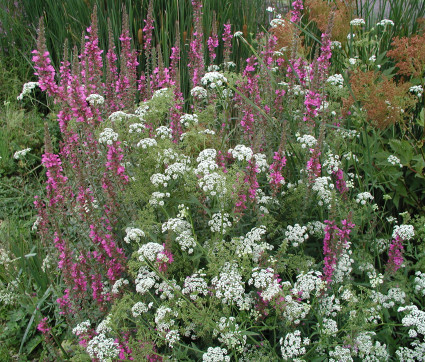  Lythrum salicaria mit Sium sisarum