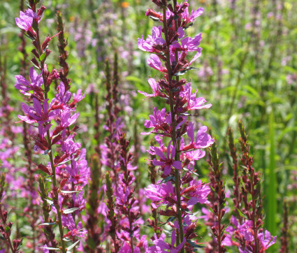 Lythrum salicaria – Blut-Weiderich