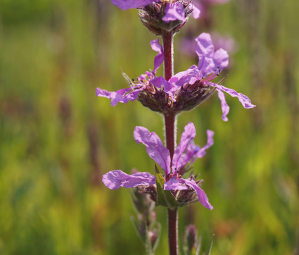 Lythrum salicaria – Blut-Weiderich