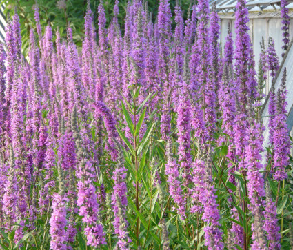 Lythrum salicaria – Blut-Weiderich