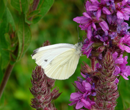 Lythrum salicaria – Blut-Weiderich