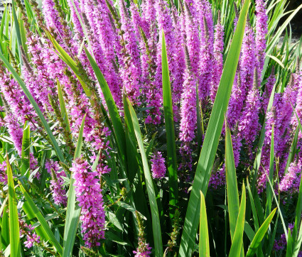 Lythrum salicaria – Blut-Weiderich