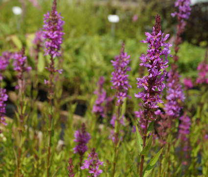 Lythrum salicaria – Blut-Weiderich