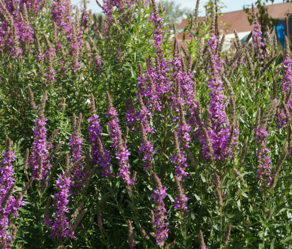 Lythrum salicaria – Blut-Weiderich