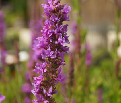 Lythrum salicaria – Blut-Weiderich