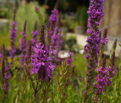 Lythrum salicaria – Blut-Weiderich